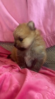 Pomeranian Miniaturowy - 10