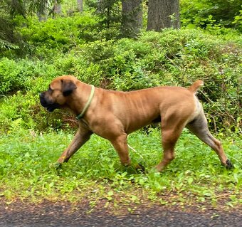 Boerboel FCI rodowod - 10