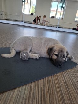 Szczenięta kangal - 10