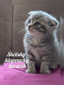 Kocięta szkockie (Scottish) - 10