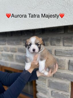 Szczenięta Welsh Corgi Pembroke - Tatra Majesty - 10
