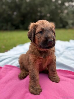 Briard szczeniak suczki - 10