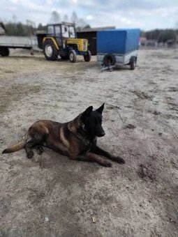 Owczarek Belgijski Malinois Szczeniak - 10