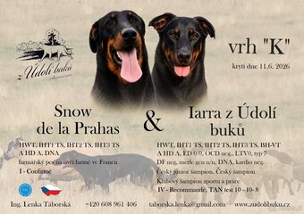Beauceron z rodowodem FCI - 10