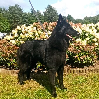 Szczenięta owczarka belgijskiego Groenendael z rodowodem - 10