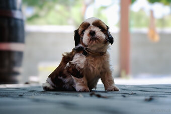 Shih tzu - 10