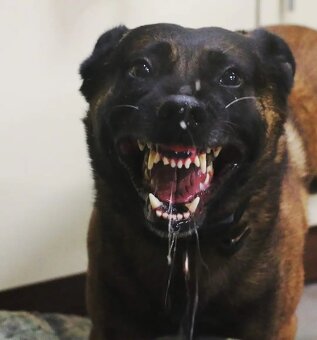 Owczarek belgijski z rodowodem FCI - 10