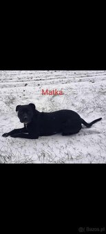 Masywne szczeniaki amstaff - 10