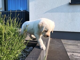 Szczeniaczki Labrador retriever - 10
