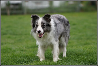 psy szczeniaki Border Collie ZKwP FCI - 10