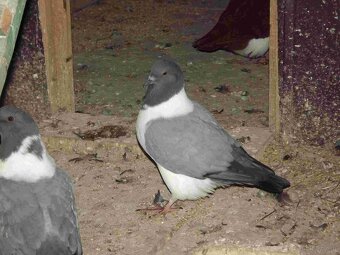 sprzedam gołębie - 10