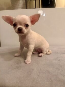 Szczeniaki rasy chihuahua 7tyg - 10