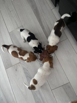 Szczeniaki jack russell terrier suczki i piesek - 10