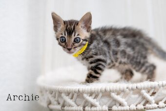 OUR BENGAL KITTENS WITH PEDIGREE CERTIFICATES - 10