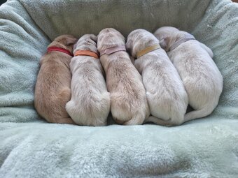 GOLDEN RETRIEVER po championie białe złote biszkoptowe - 10