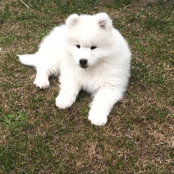 SAMOJED szczenięta - 10