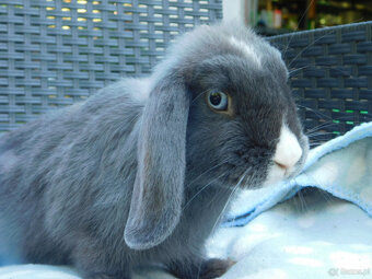 Niebiesko- białe baranki mini lop - 10