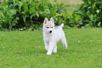 Siberian Husky ZKwP - 10