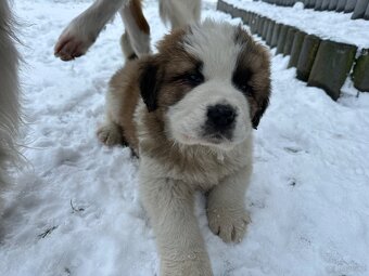 Bernardyn szczeniaki - 10