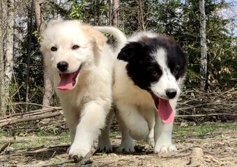 Rasowa suczka XJA ee-red Border Collie z pełną dok. przebada - 10