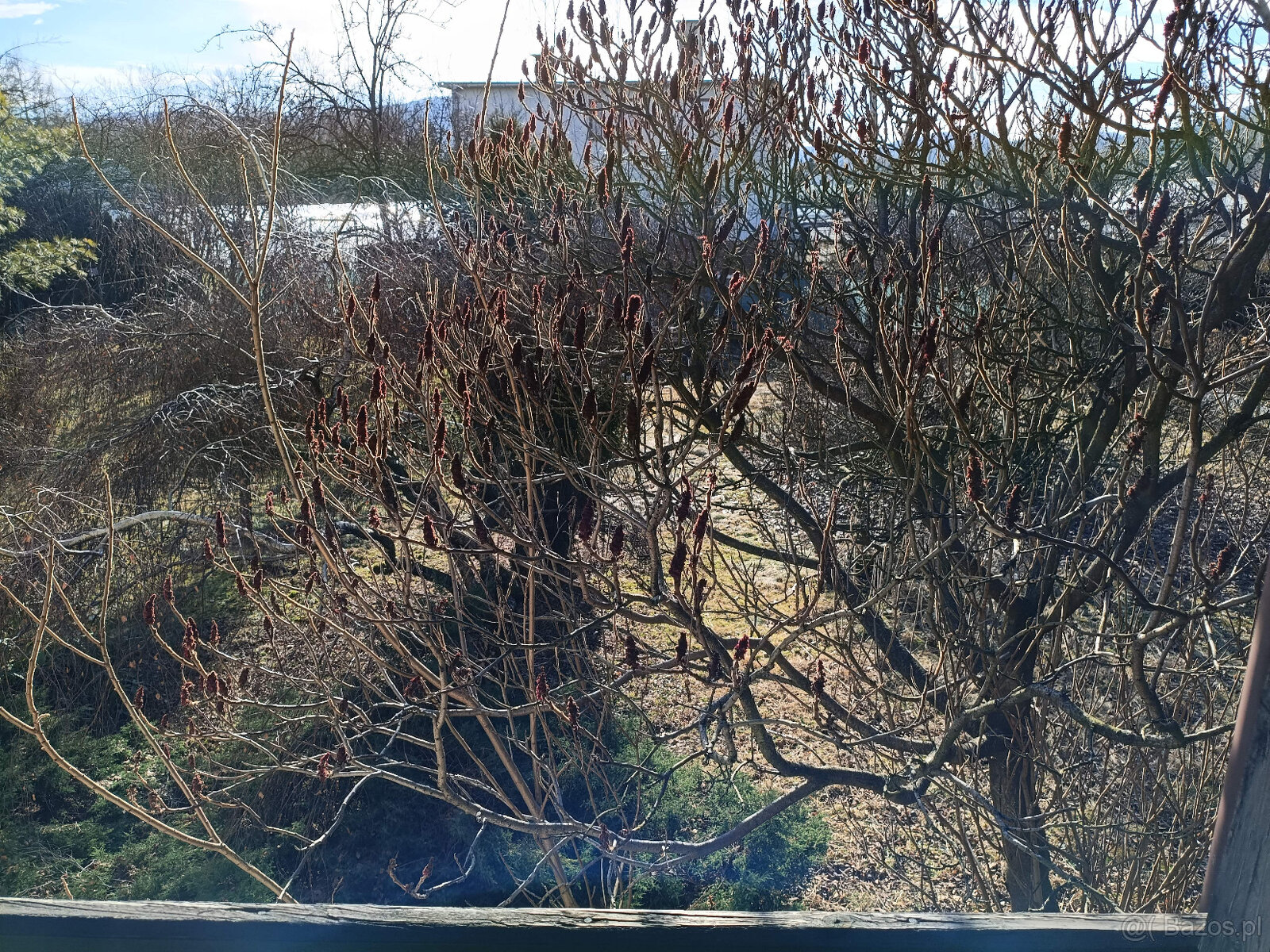 Dom w Andrychowie piękny ogród blisko centrum sprzedam - 11