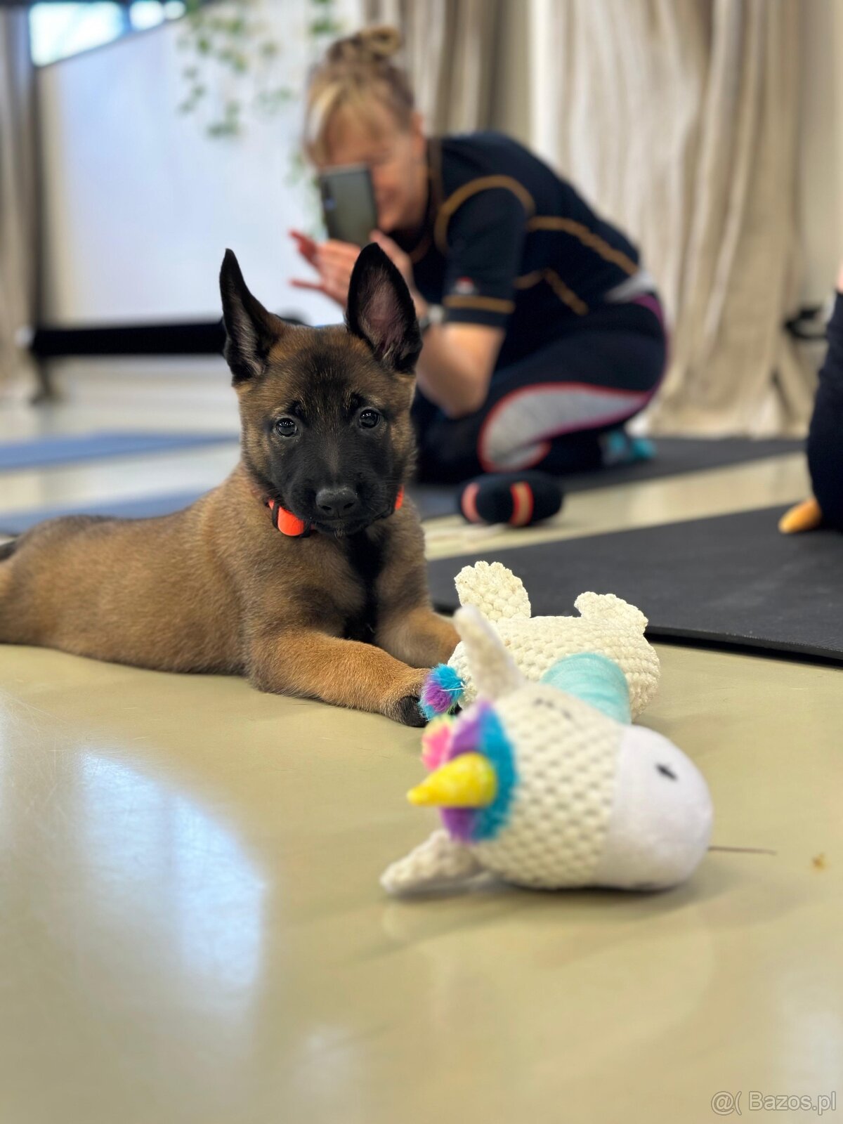 Owczarek belgijski z rodowodem FCI - 11