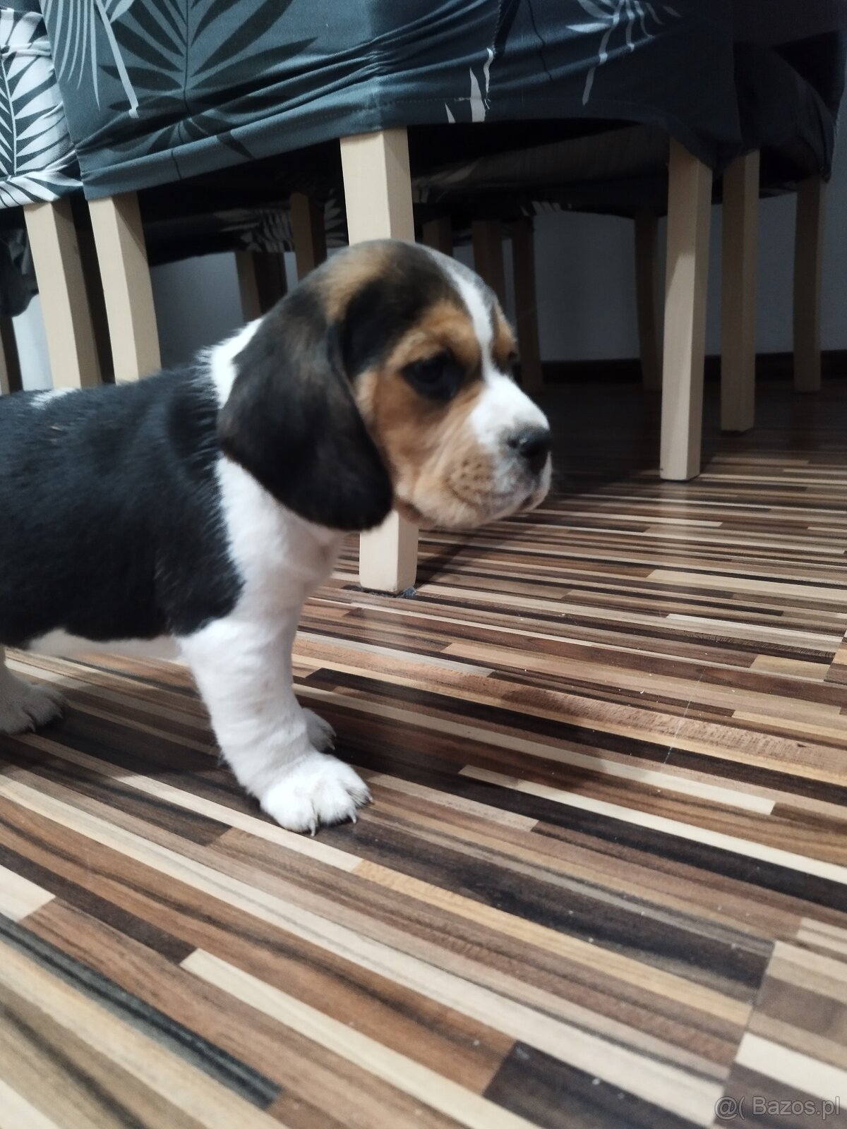 Rodowodowe szczenięta rasy Beagle tricolor, profil DNA - 11