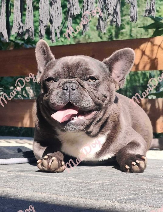 Buldog francuski BLUE niebieski szczeniak suczka pies piesek - 11