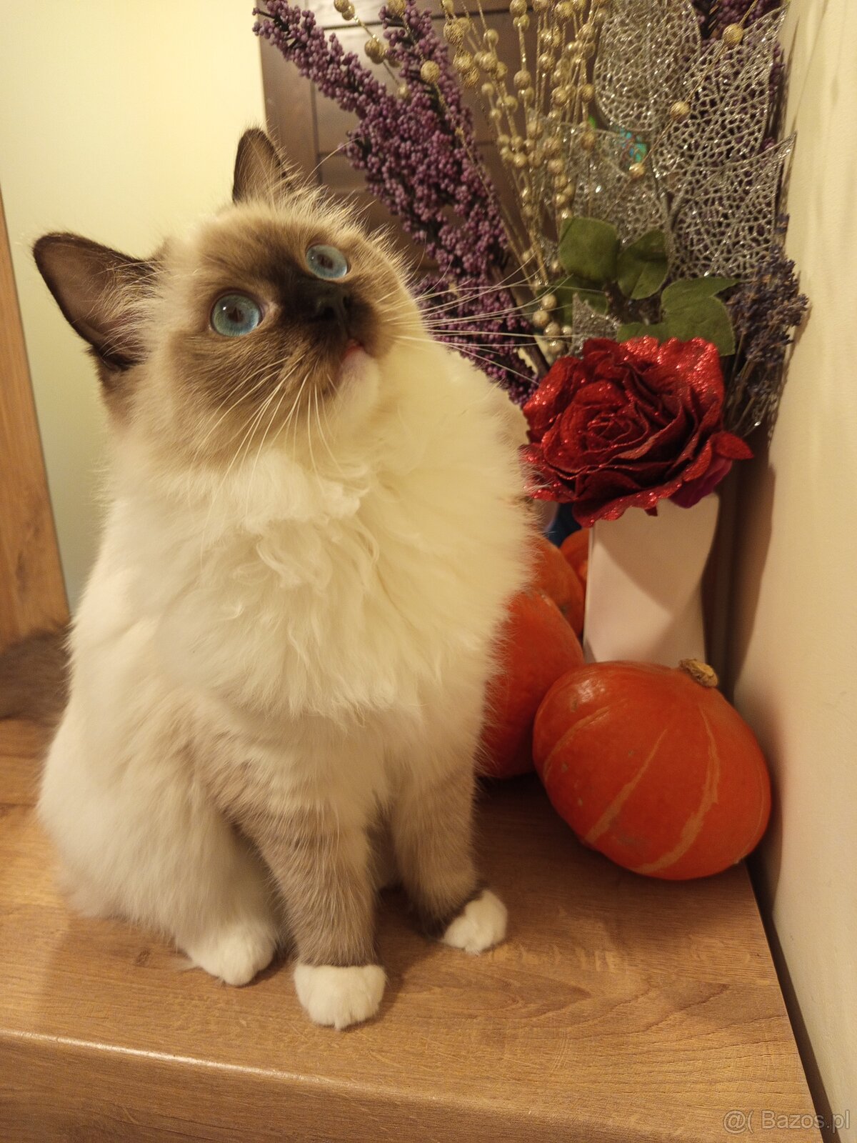 Rodokmenová koťata Ragdoll po Šampionovi - 11