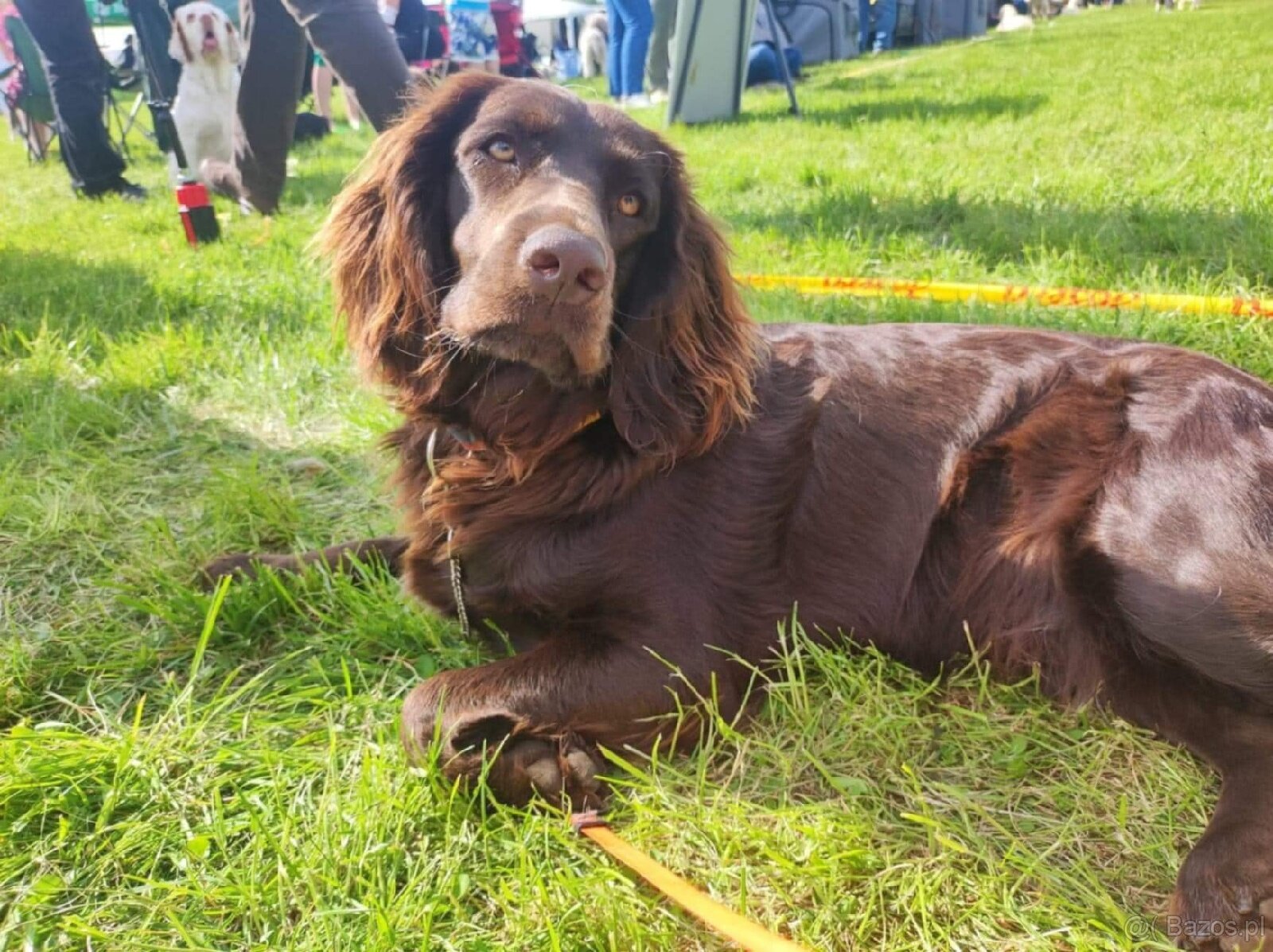 PŁochacz Niemiecki WACHTELHUND - 11