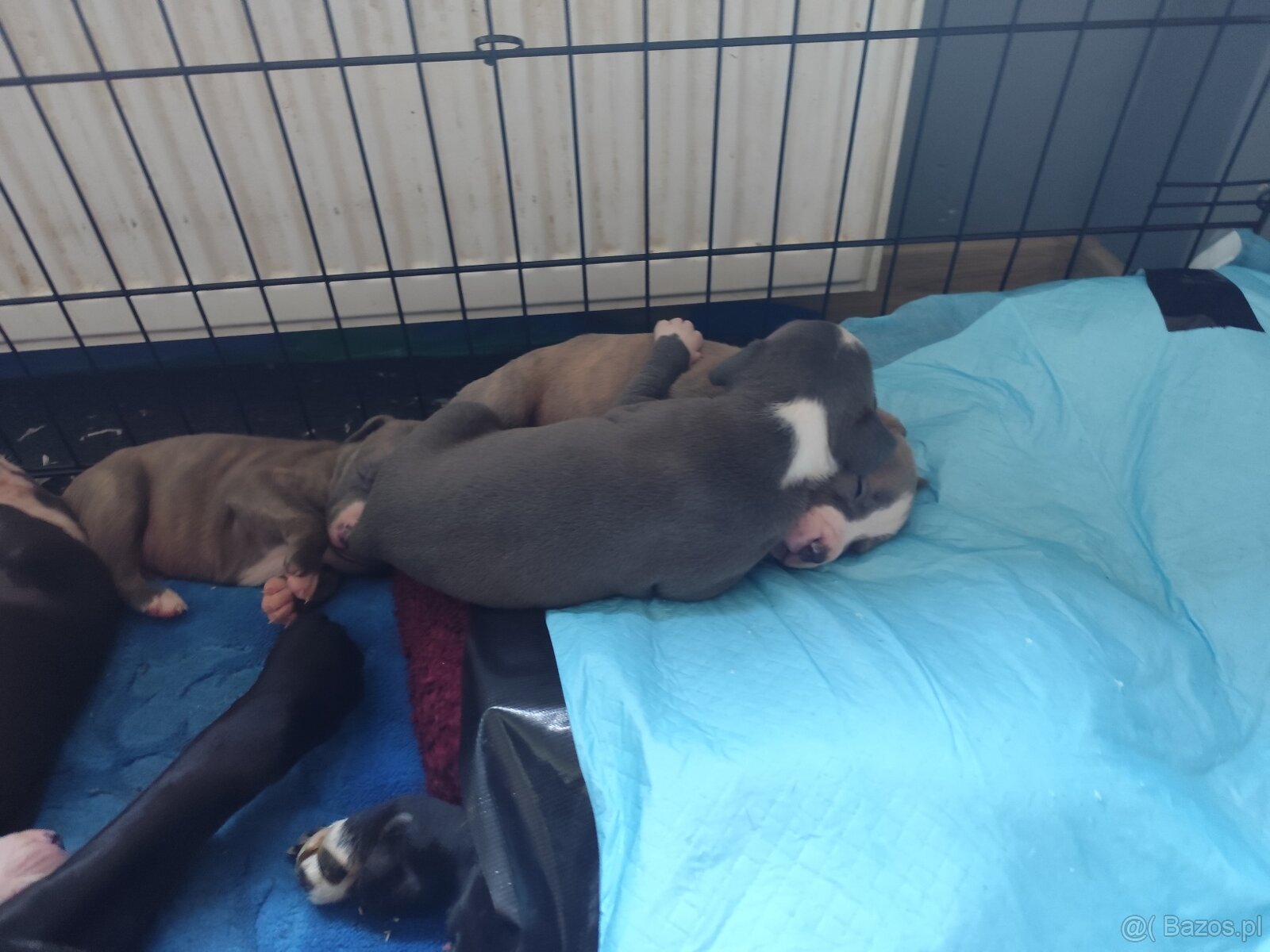 Rezerwacja szczeniąt Amstaff - 11