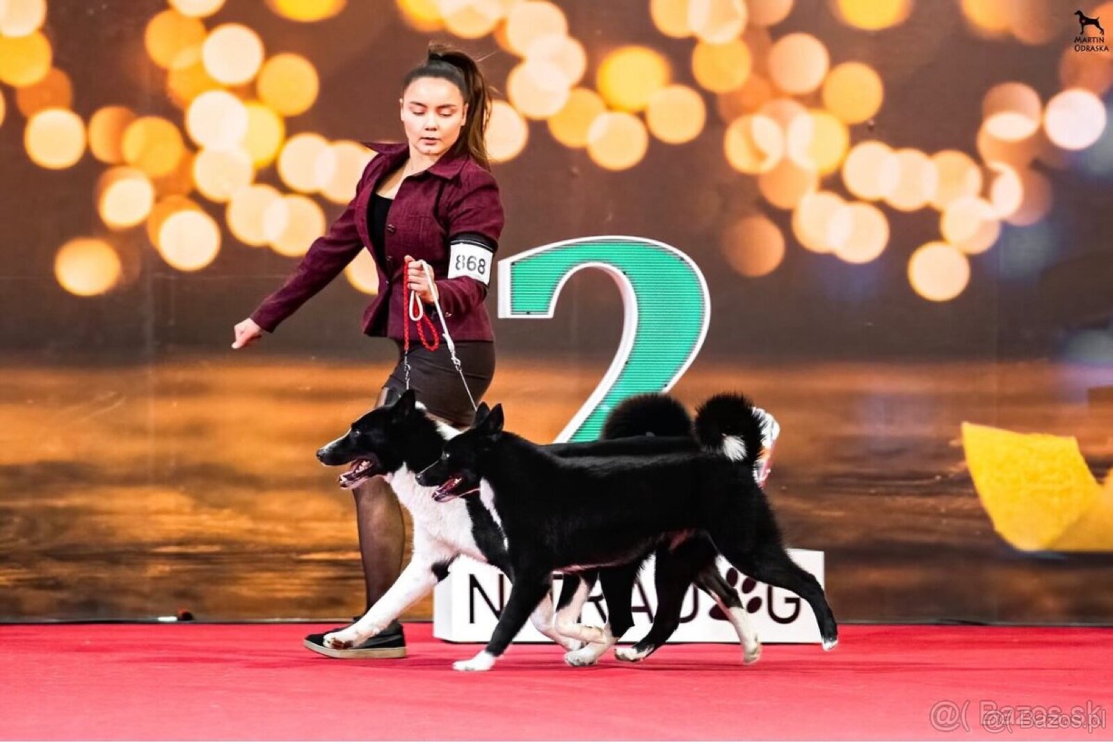 Szczenięta Karelski pies na niedźwiedzie z rodowodem FCI - 11