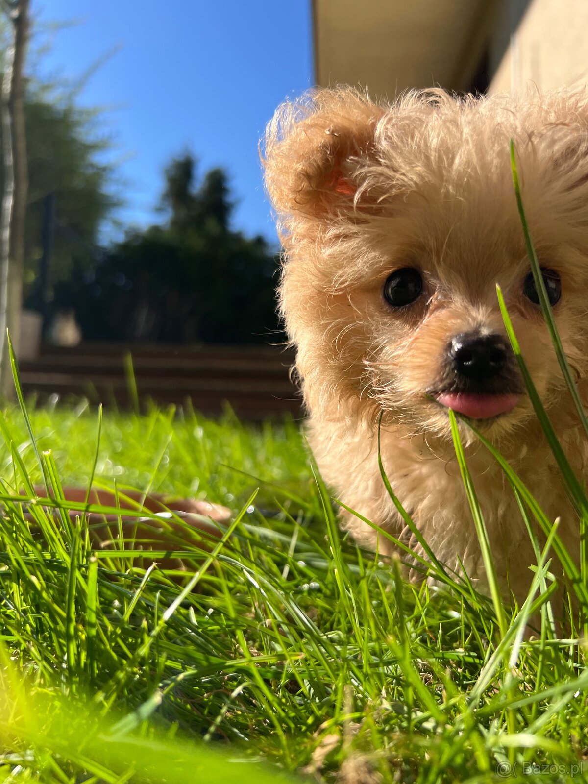 Piesek Pomapoo Maltipoo Miniaturka puchaty miś pies z rodowo - 11