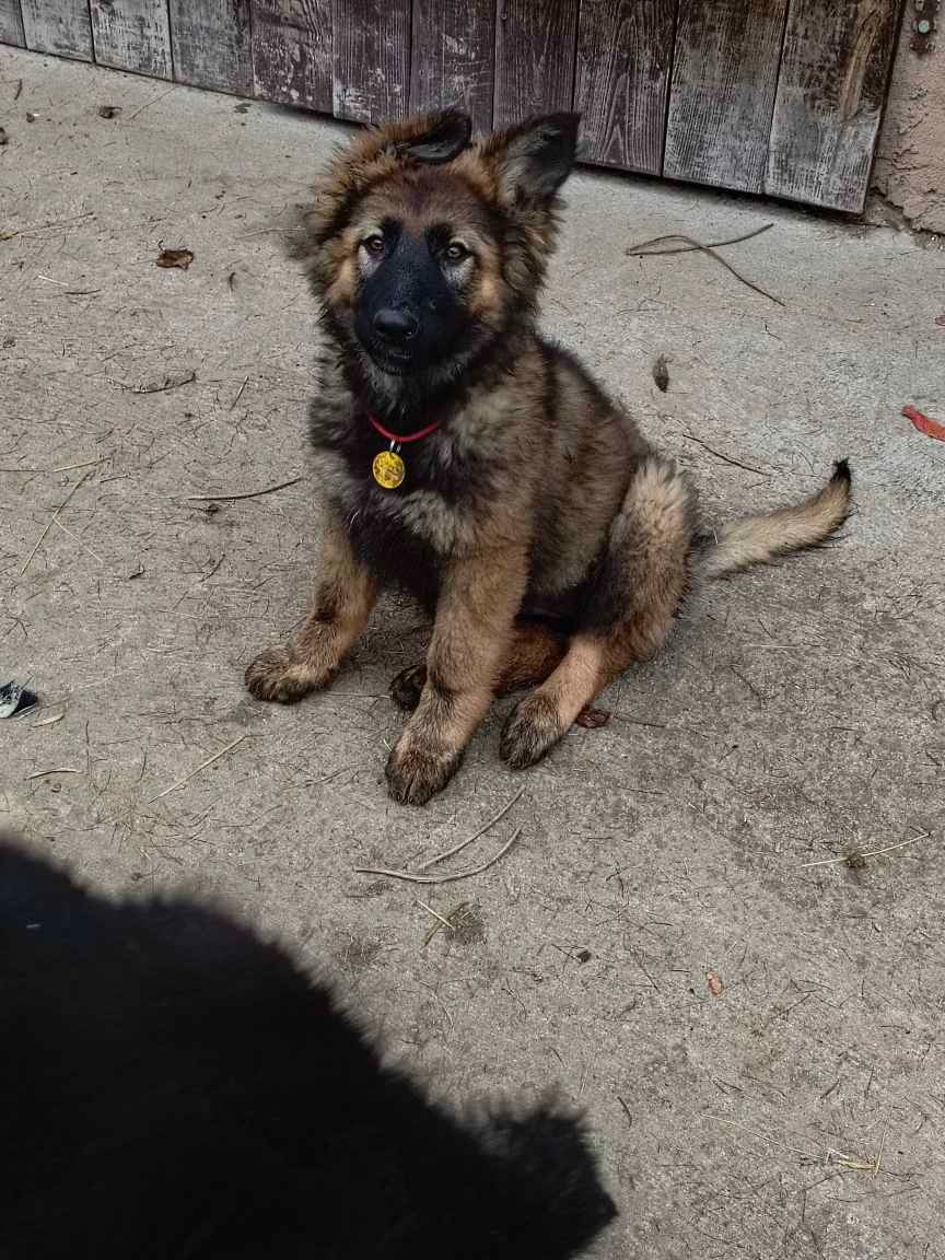 Suczka owczarek niemiecki długowłosy - 11