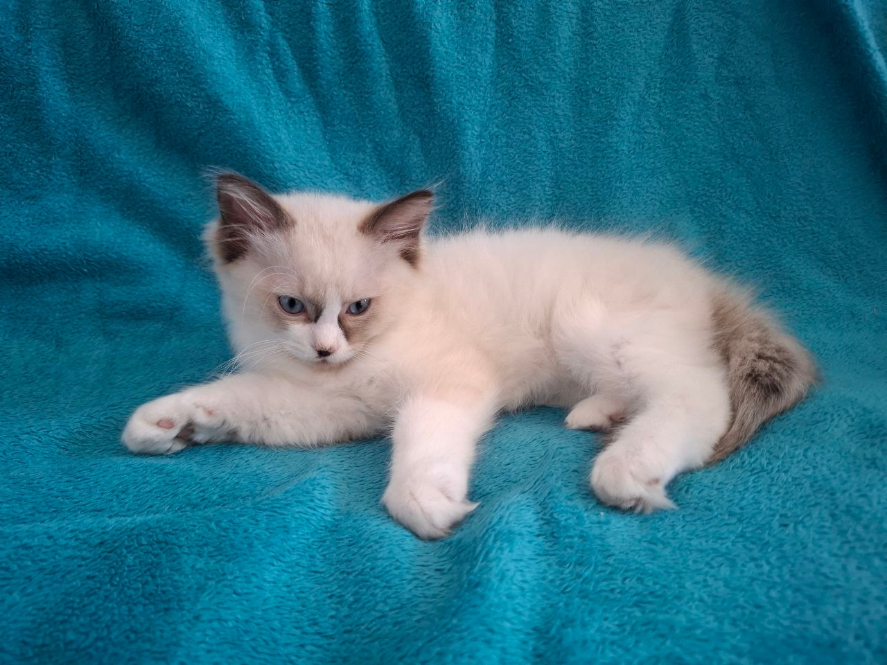 Rodowodowe kocięta Ragdoll - gotowe do zamieszkania - 11