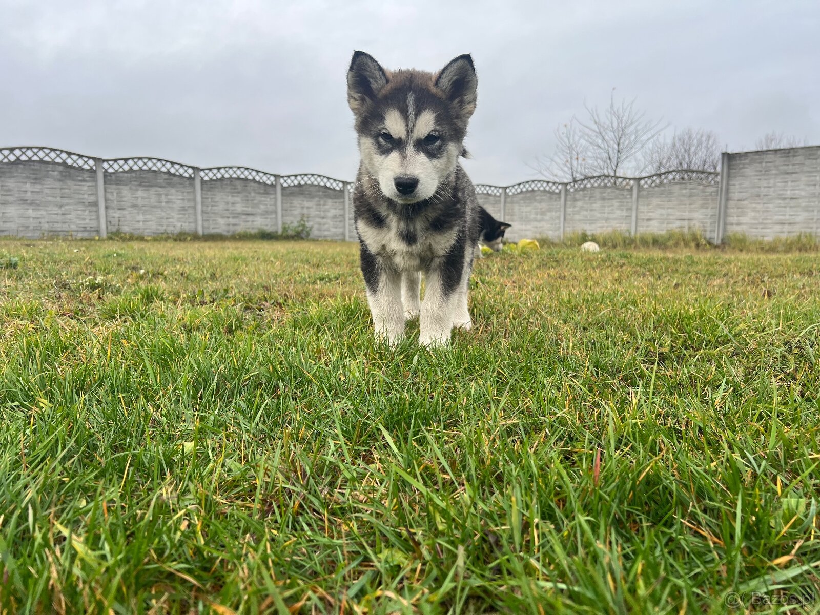 Alaskan Malamute szczeniaki - 11