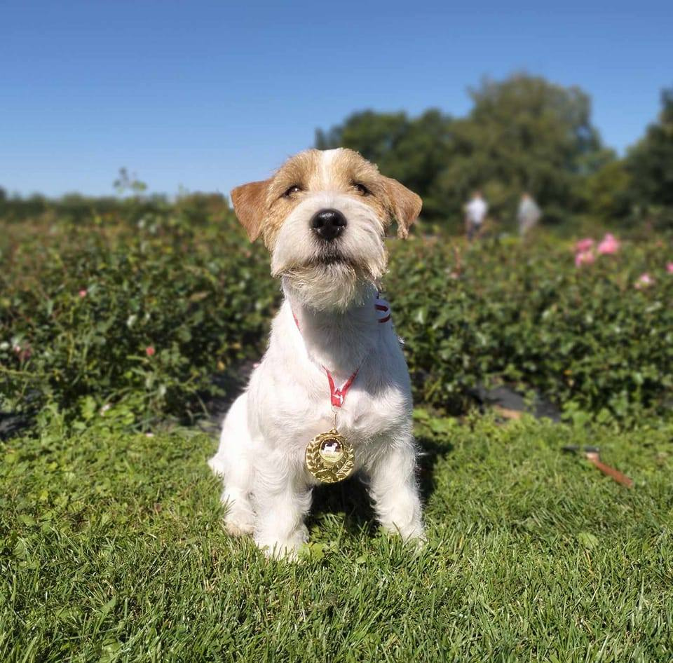 Jack Russell terrier - szczenięta z metrykami ZKwP - 11
