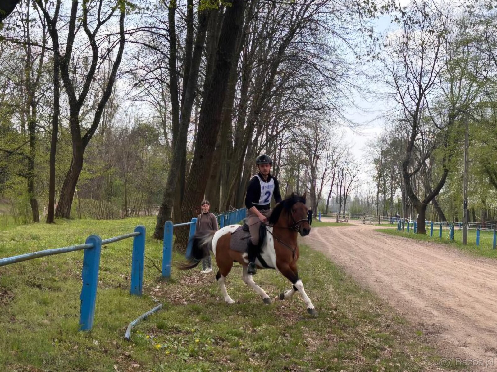Ogier L-Karat srokaty tobiano homozygota - 11
