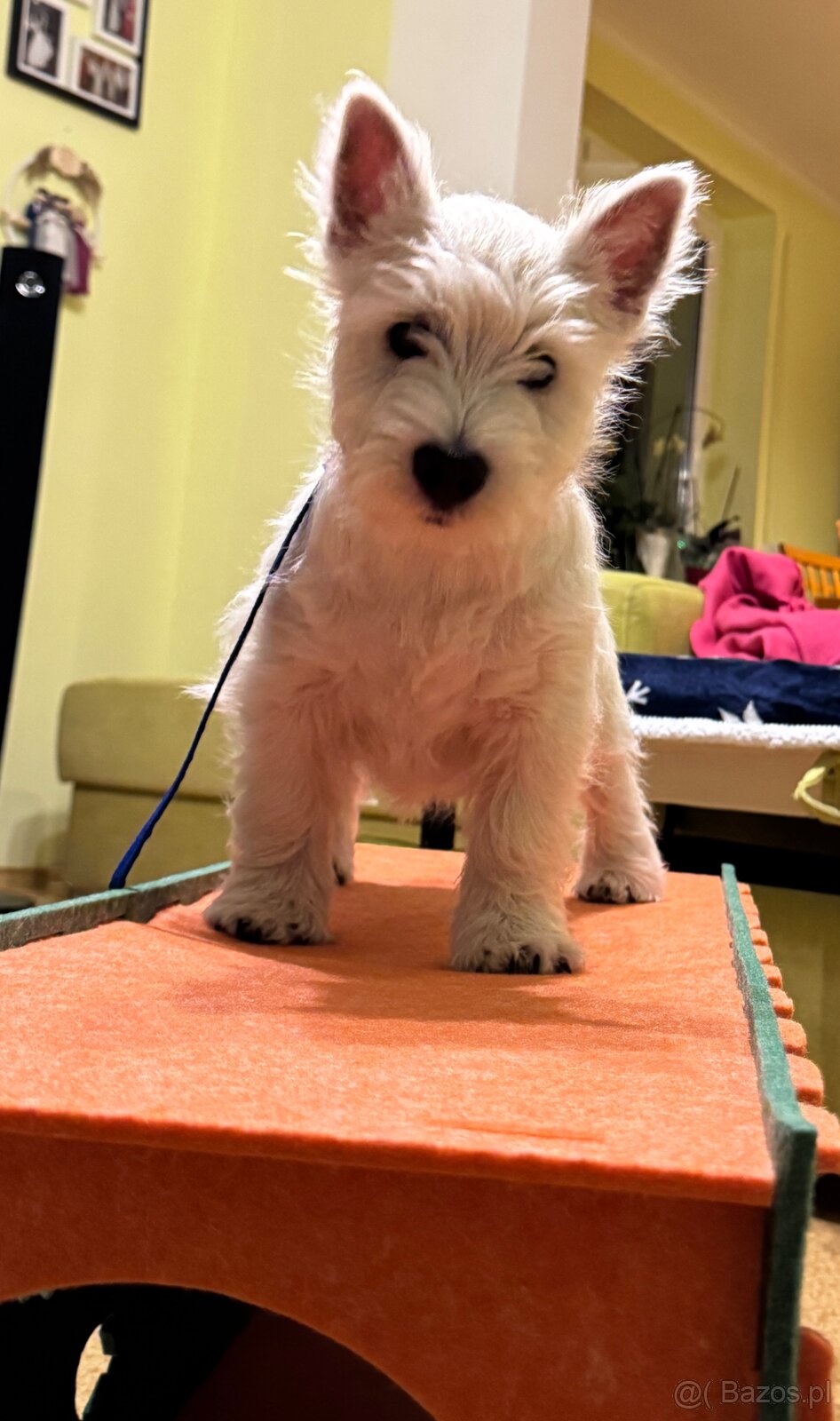 West Highland White terrier - 11