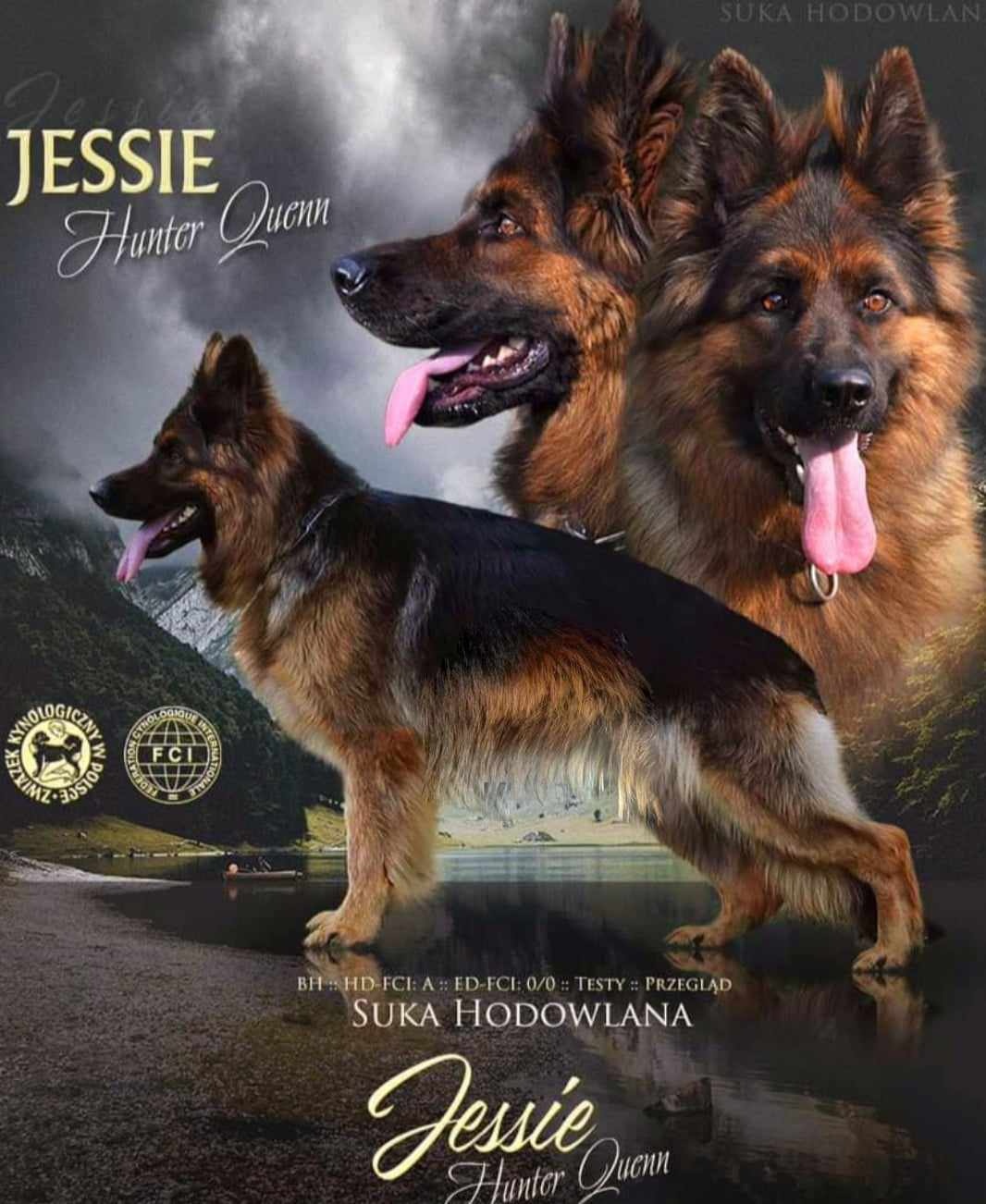 Owczarek Niemiecki Długowłosy- szczenięta - 11