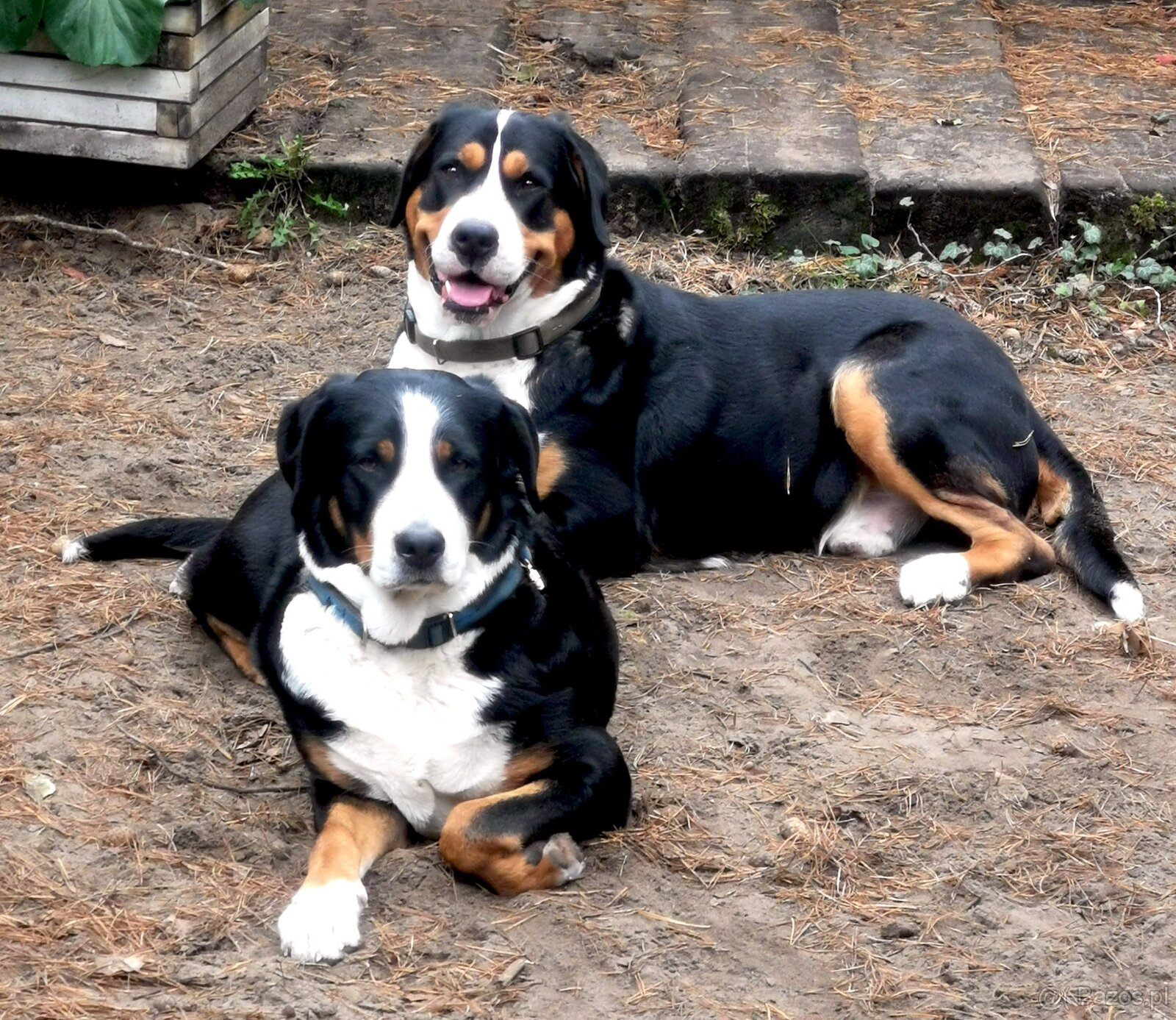 Duży Szwajcarski Pies Pasterski - 11