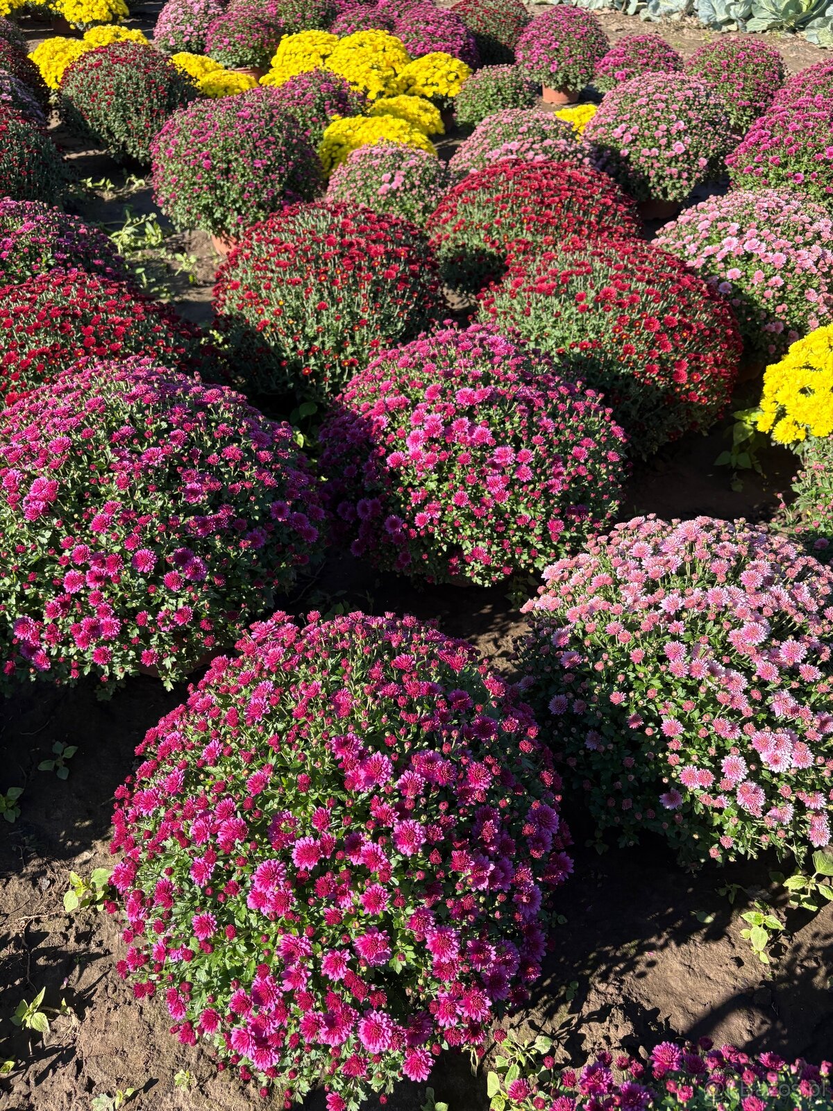 Sprzedam chryzantemy - 11