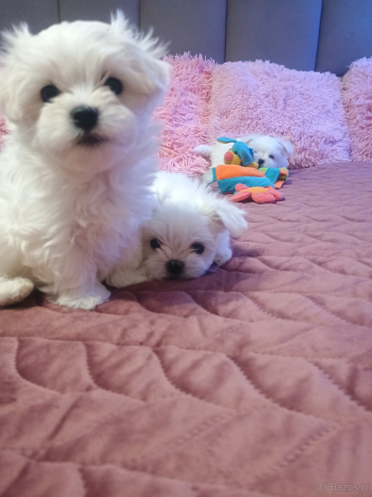 Maltańczyk Royal Maltese - 11