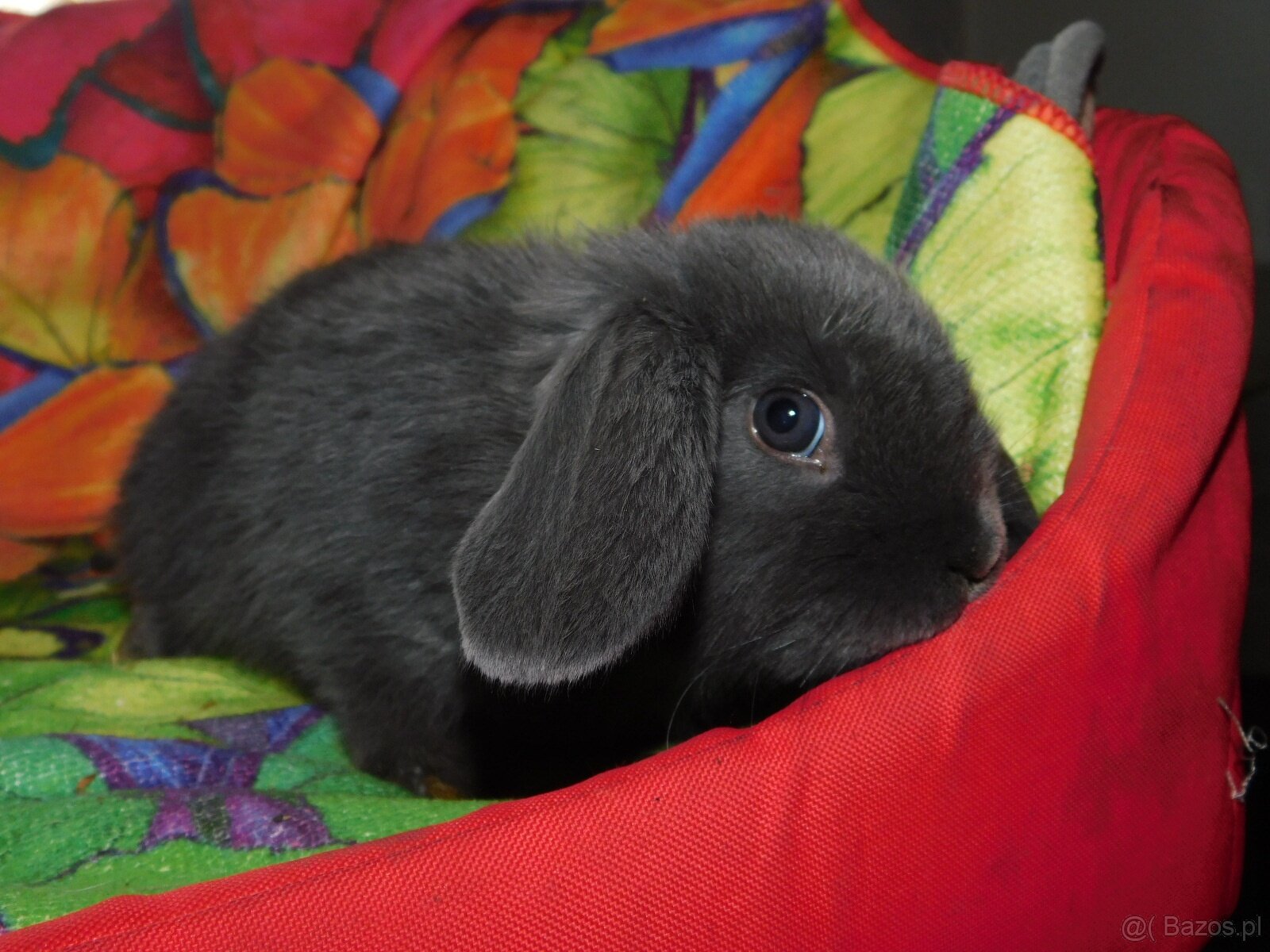 Baranki mini lop - 11