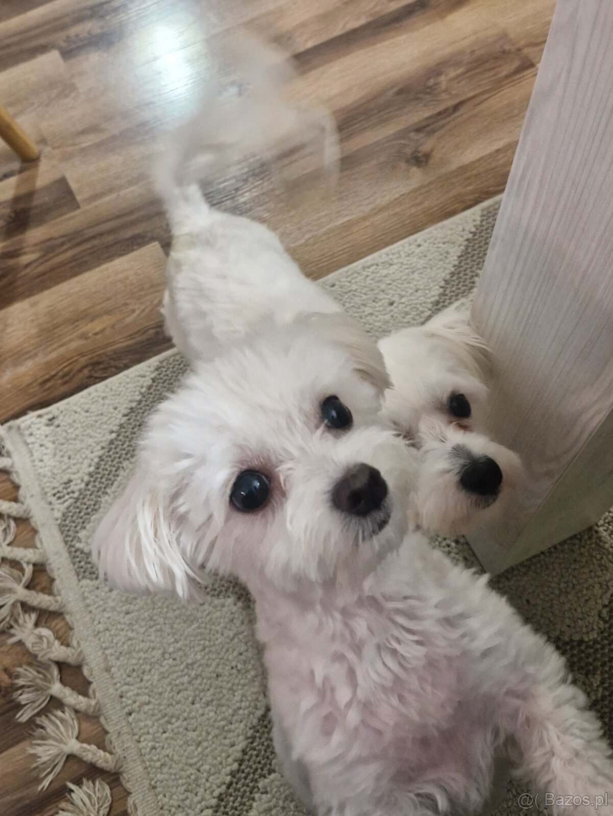 Maltańczyki szczeniaku - 11