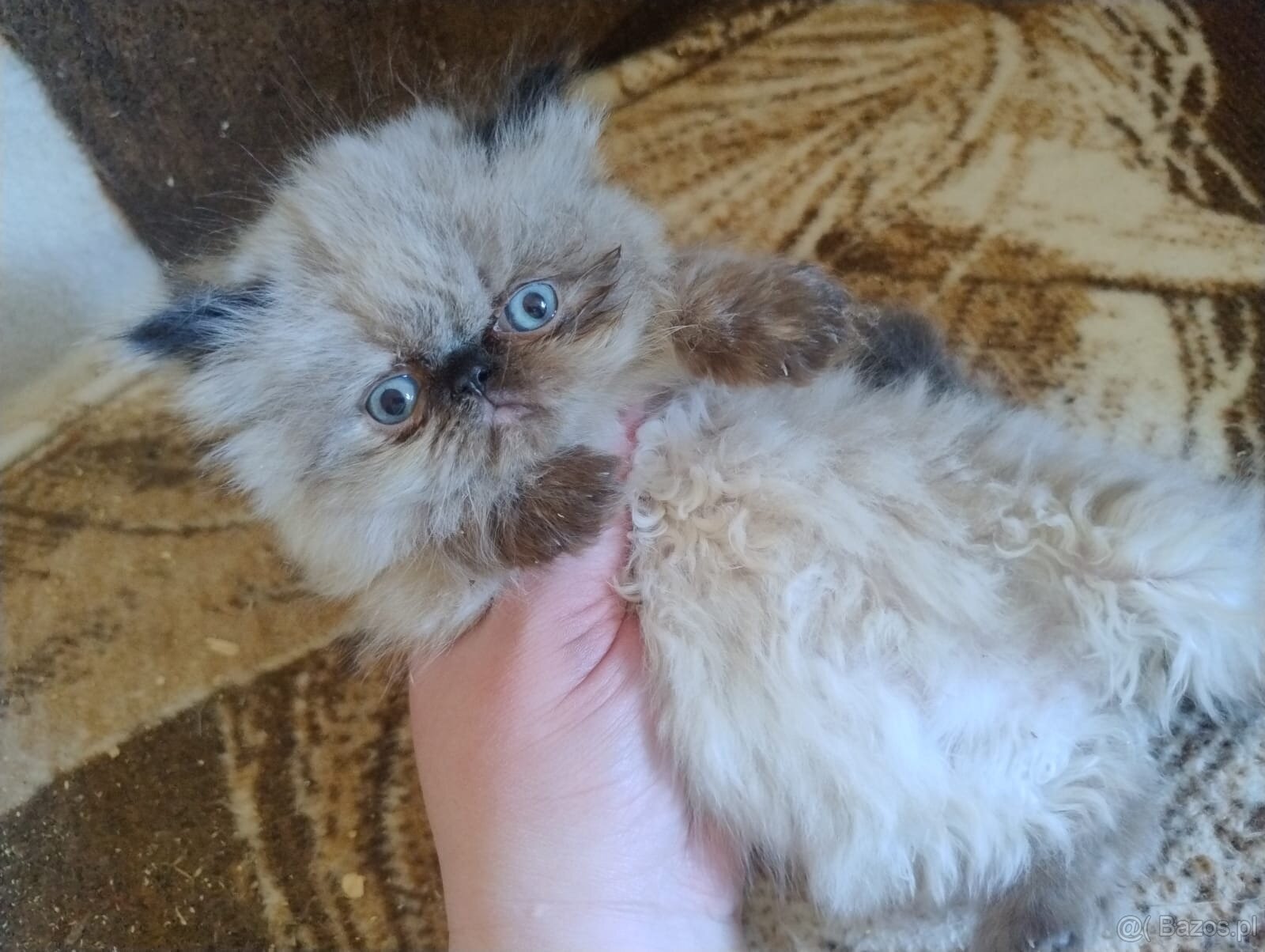 Kocięta długowłose – w typie Perski - 11