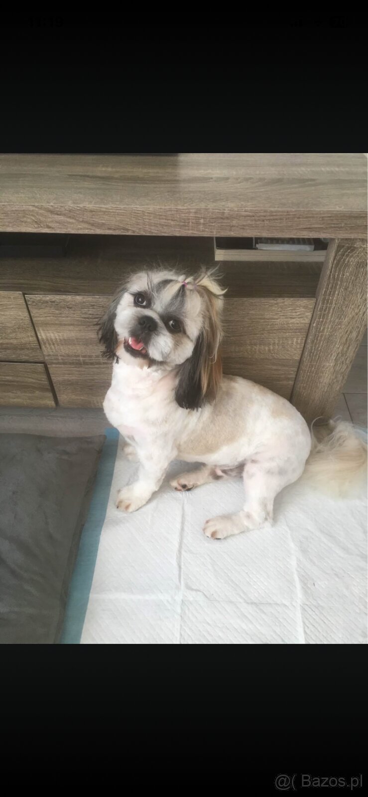Szczeniaczki shih tzu trikolor - 11