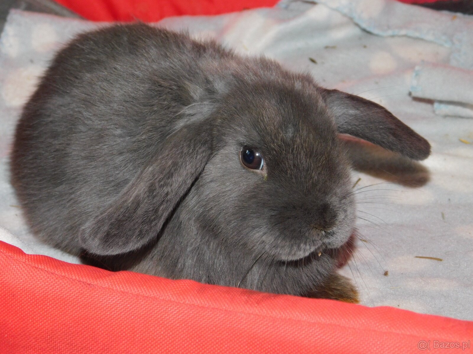 Niebieskie baranki mini lop samiczki - 11