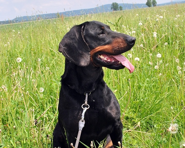 Reproduktory rasy GOŃCZY POLSKI użytkowe zapraszają suczki - 11