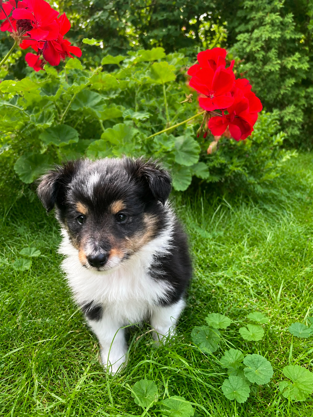 Sheltie, shetland sheepdog, owczarek szetlandzki, piesek - 11
